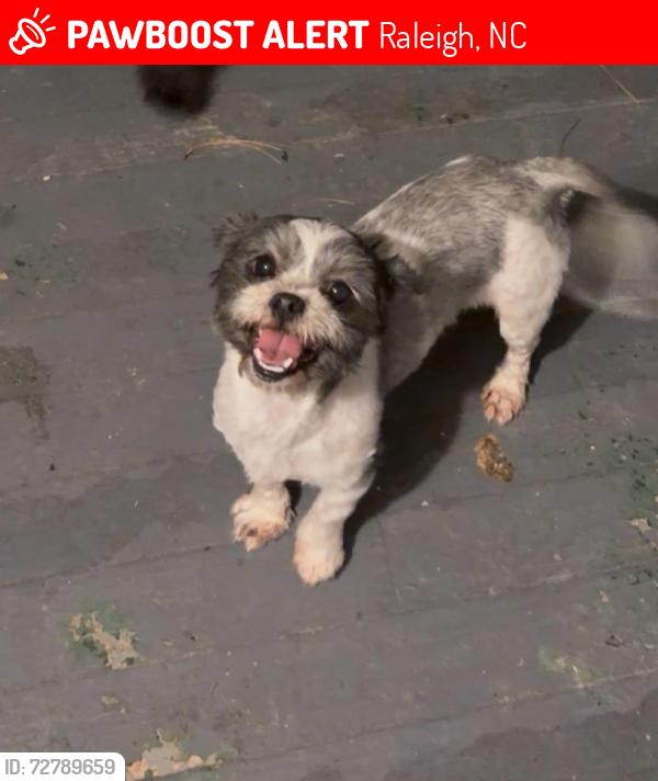 Lost Female Dog last seen millbrook, Raleigh, NC 27609