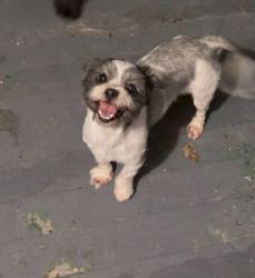 Lost Female Dog last seen millbrook, Raleigh, NC 27609