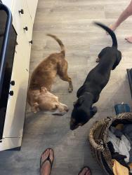 Found/Stray Female Dog last seen Kokomo road, Haiku, HI 96708
