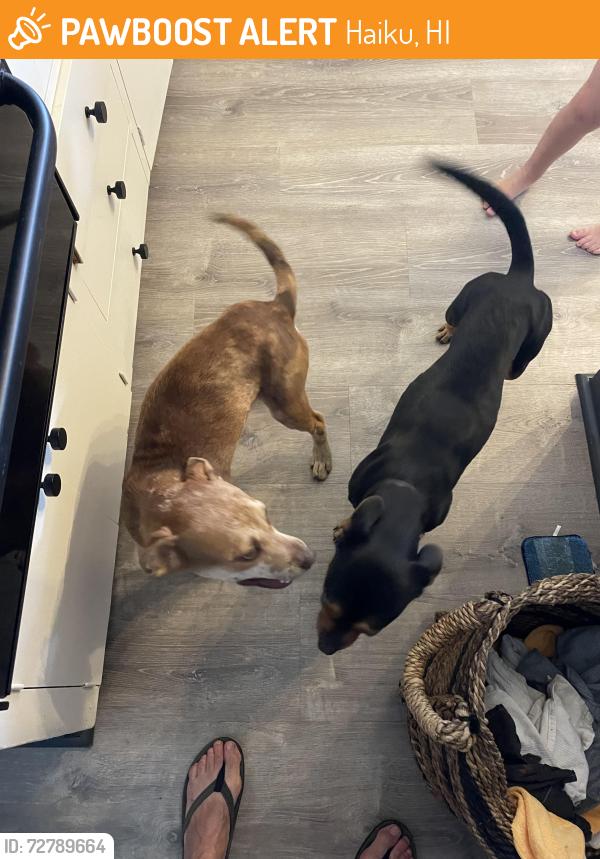 Found/Stray Female Dog last seen Kokomo road, Haiku, HI 96708