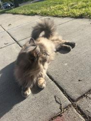Found/Stray Unknown Cat last seen 16th and Taylor St., Near Iglesia Ni Cristo Church, Washington, DC 20011