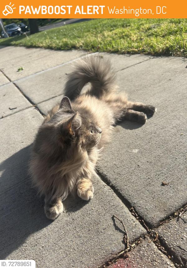 Found/Stray Unknown Cat last seen 16th and Taylor St., Near Iglesia Ni Cristo Church, Washington, DC 20011