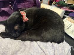 Lost Male Cat last seen Robinson and flood, Norman, OK 73069