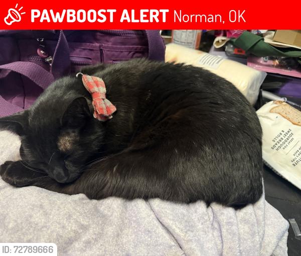Lost Male Cat last seen Robinson and flood, Norman, OK 73069