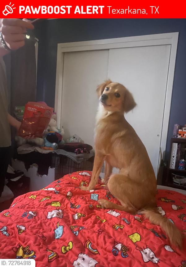 Lost Female Dog last seen Texarkana , Texarkana, TX 75503