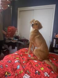 Lost Female Dog last seen Texarkana , Texarkana, TX 75503