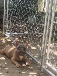 Lost Male Dog last seen Wood Drive Centerpoint Al, Center Point, AL 35215
