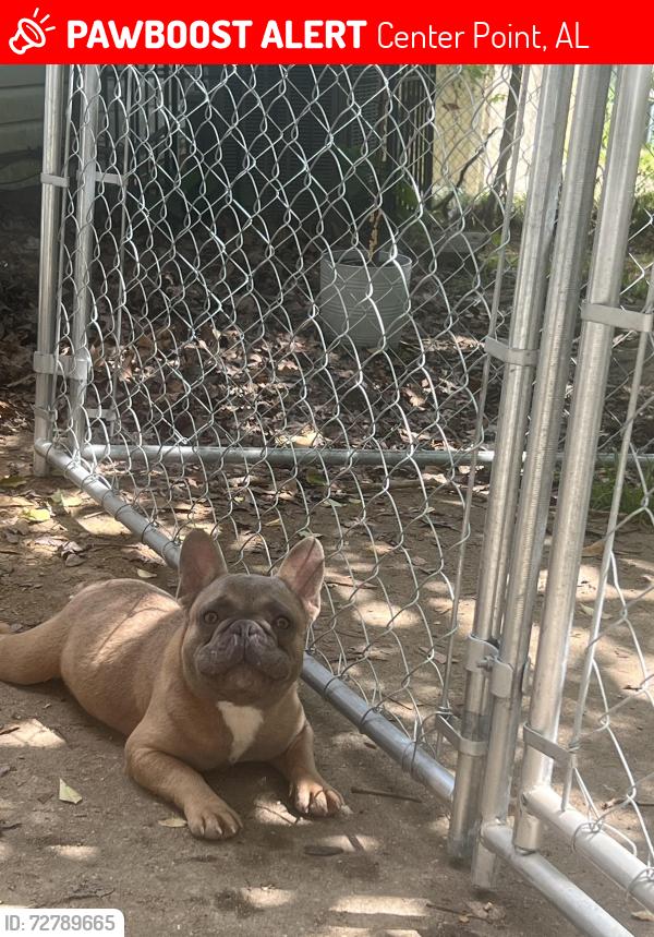 Lost Male Dog last seen Wood Drive Centerpoint Al, Center Point, AL 35215