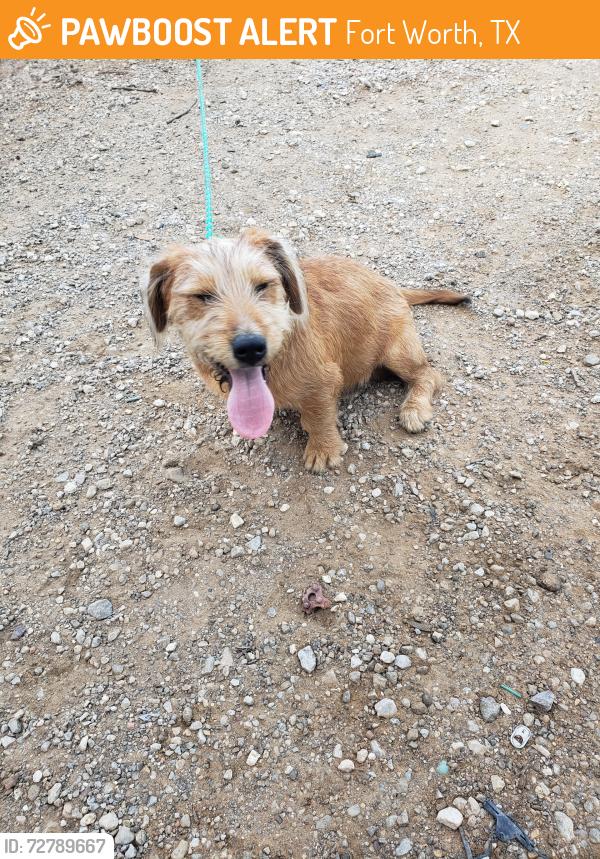 Found/Stray Male Dog last seen Village Creek, Fort Worth, TX 76140