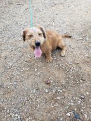 Found/Stray Male Dog last seen Village Creek, Fort Worth, TX 76140