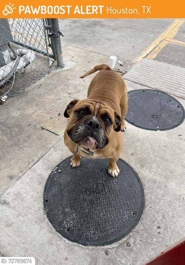 Found/Stray Male Dog last seen Crosstimbers, Houston, TX 77022