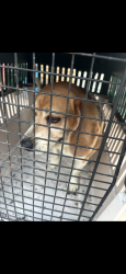 Found/Stray Female Dog last seen Pit Boys, Annapolis, MD 21403