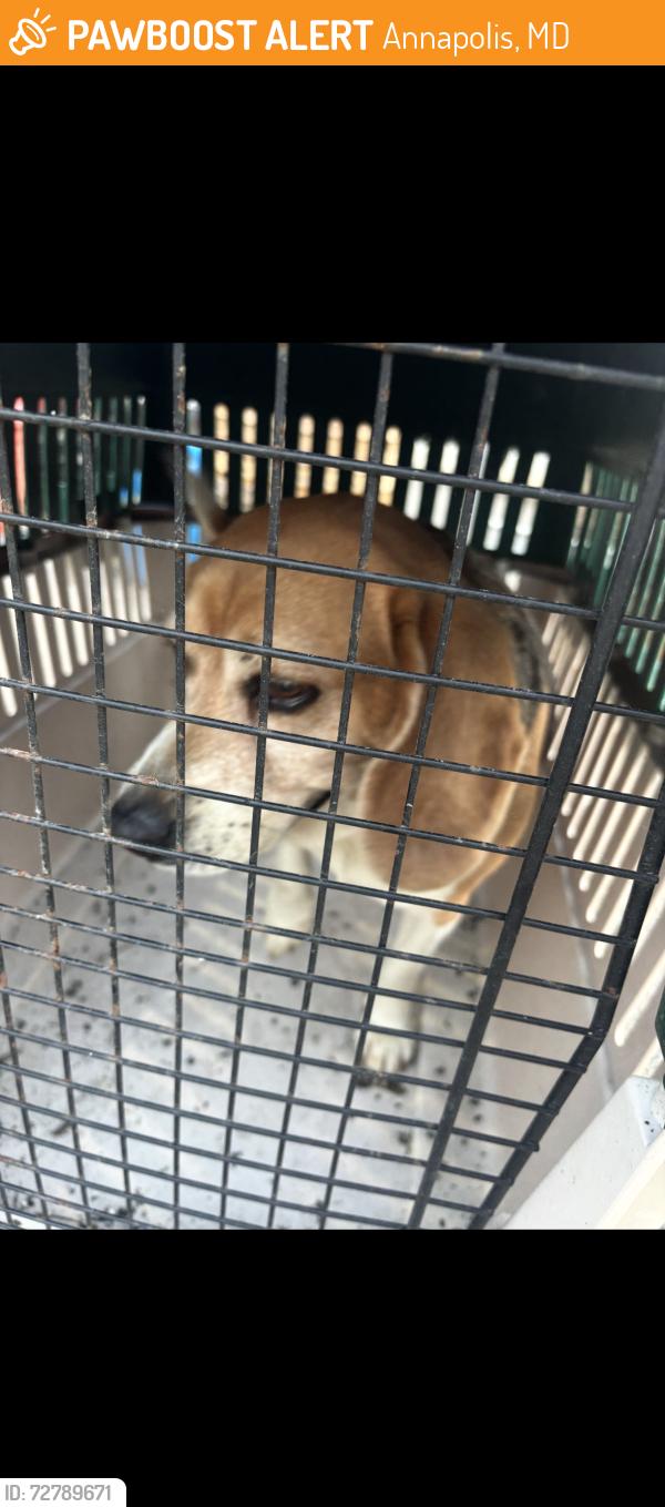 Found/Stray Female Dog last seen Pit Boys, Annapolis, MD 21403
