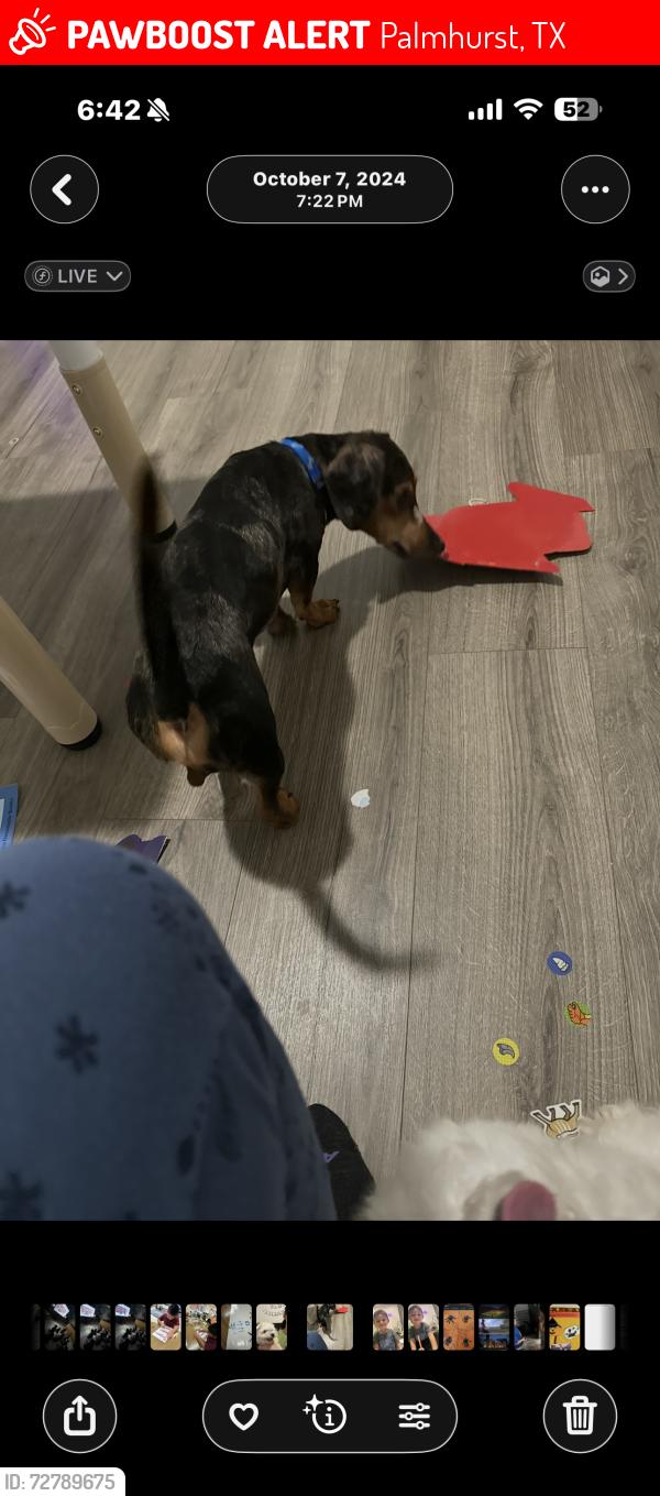 Lost Male Dog last seen Shary manor apmts , Palmhurst, TX 78573