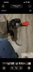 Lost Male Dog last seen Shary manor apmts , Palmhurst, TX 78573