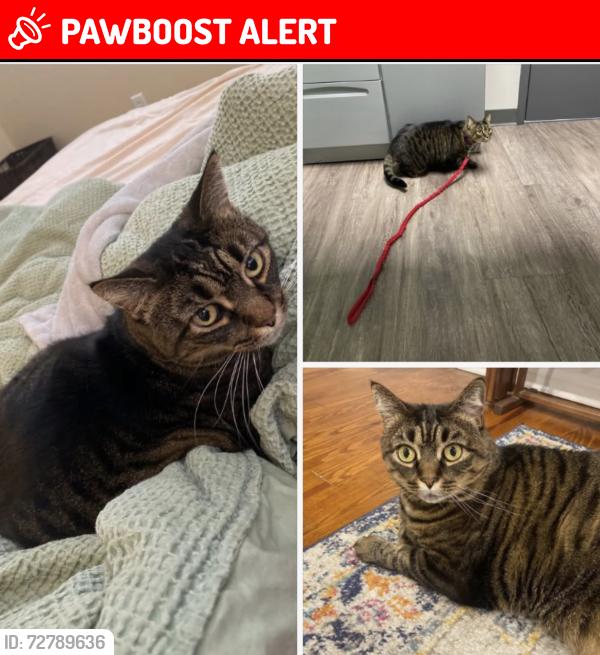 Lost Female Cat last seen Pleasant Road , Plymouth Meeting, PA 19462