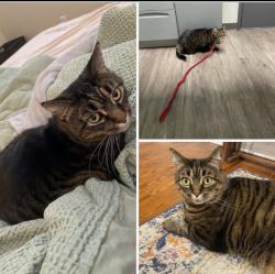 Lost Female Cat last seen Pleasant Road , Plymouth Meeting, PA 19462