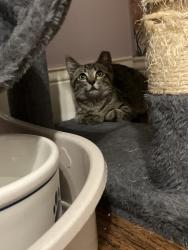 Found/Stray Male Cat last seen Florida Gardens clbh , Greenacres, FL 33467
