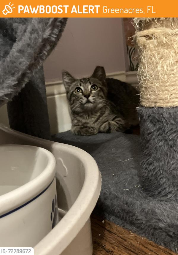 Found/Stray Male Cat last seen Florida Gardens clbh , Greenacres, FL 33467