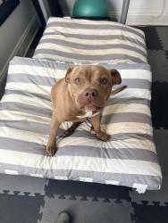 Found/Stray Female Dog last seen Waring and Chickasaw Rd, Memphis, TN 38122