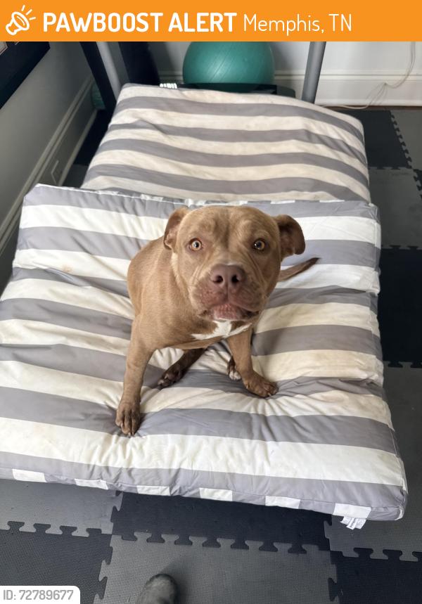 Found/Stray Female Dog last seen Waring and Chickasaw Rd, Memphis, TN 38122