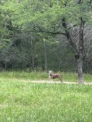 Found/Stray Unknown Dog last seen N Lamar and shoal creek, parking area , Austin, TX 78703