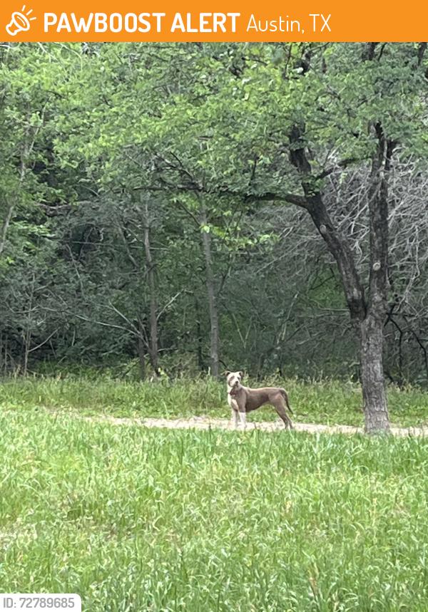 Found/Stray Unknown Dog last seen N Lamar and shoal creek, parking area , Austin, TX 78703
