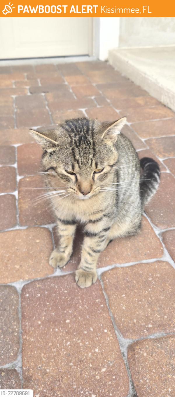 Found/Stray Male Cat last seen amati drive, Kissimmee, FL 34741
