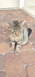 Found/Stray Male Cat last seen amati drive, Kissimmee, FL 34741