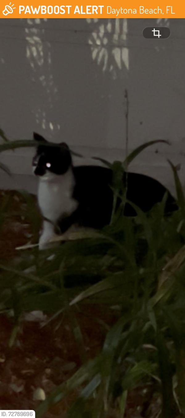 Found/Stray Unknown Cat last seen Palmetto Avenue and Shady Place, Daytona Beach, FL 32114