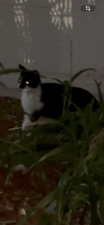 Found/Stray Unknown Cat last seen Palmetto Avenue and Shady Place, Daytona Beach, FL 32114