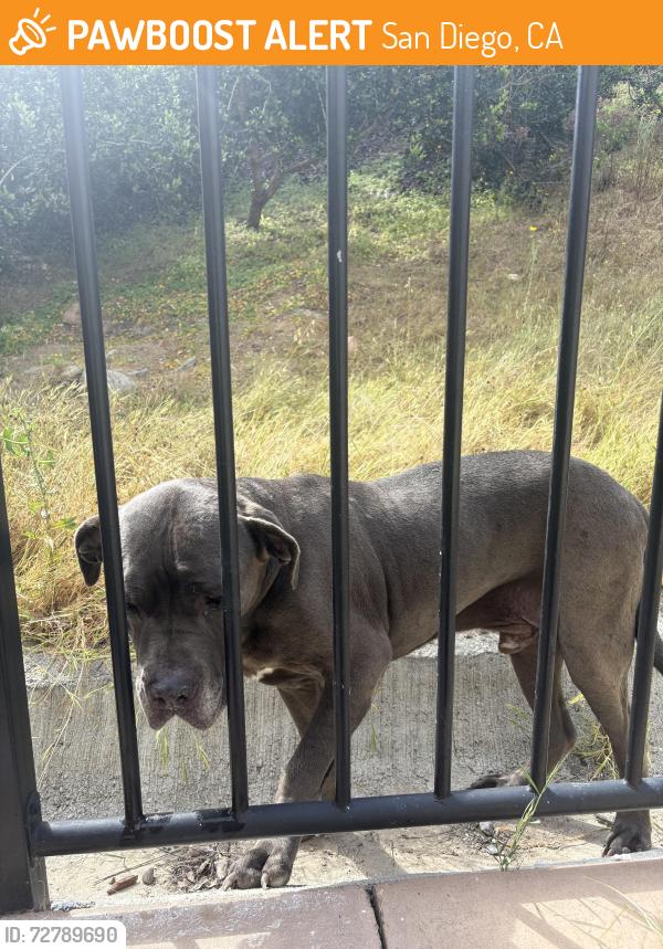 Found/Stray Male Dog last seen Otay Vally Road , San Diego, CA 92154