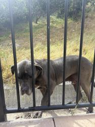 Found/Stray Male Dog last seen Otay Vally Road , San Diego, CA 92154