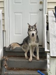 Found/Stray Male Dog last seen Bowen and Chambers, Richmond, VA 23224
