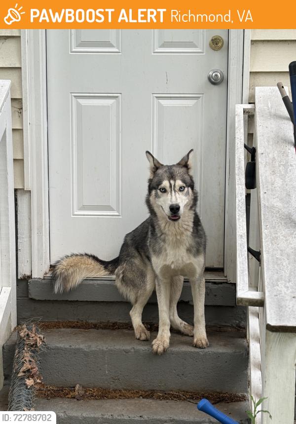 Found/Stray Male Dog last seen Bowen and Chambers, Richmond, VA 23224