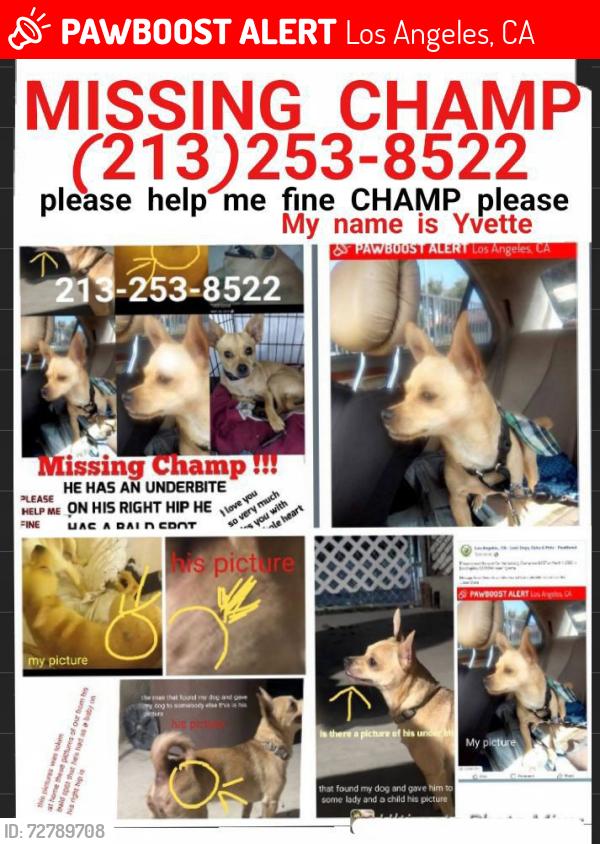Lost Male Dog last seen Gage /Broadway , Los Angeles, CA 90003