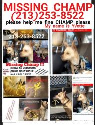 Lost Male Dog last seen Gage /Broadway , Los Angeles, CA 90003