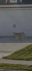 Found/Stray Unknown Dog last seen Vista West neighborhood, Fort Worth, TX 76108