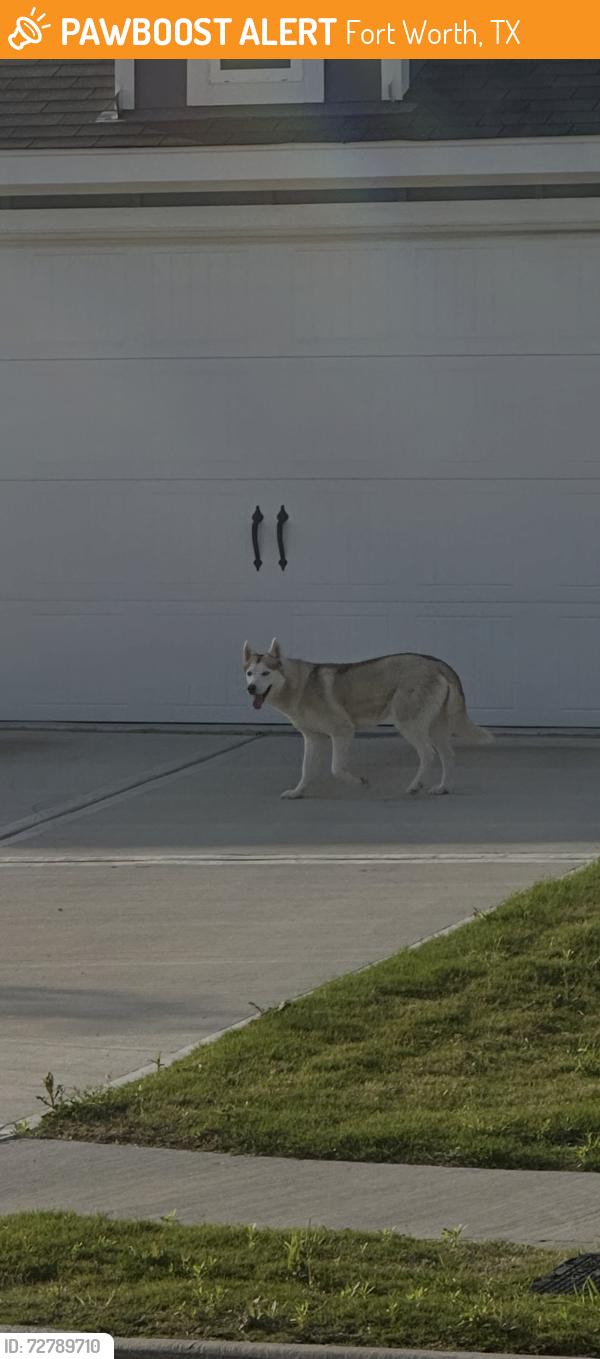 Found/Stray Unknown Dog last seen Vista West neighborhood, Fort Worth, TX 76108