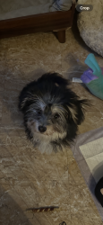 Lost Female Dog last seen Adams ave and tabor rd, Philadelphia, PA 19124