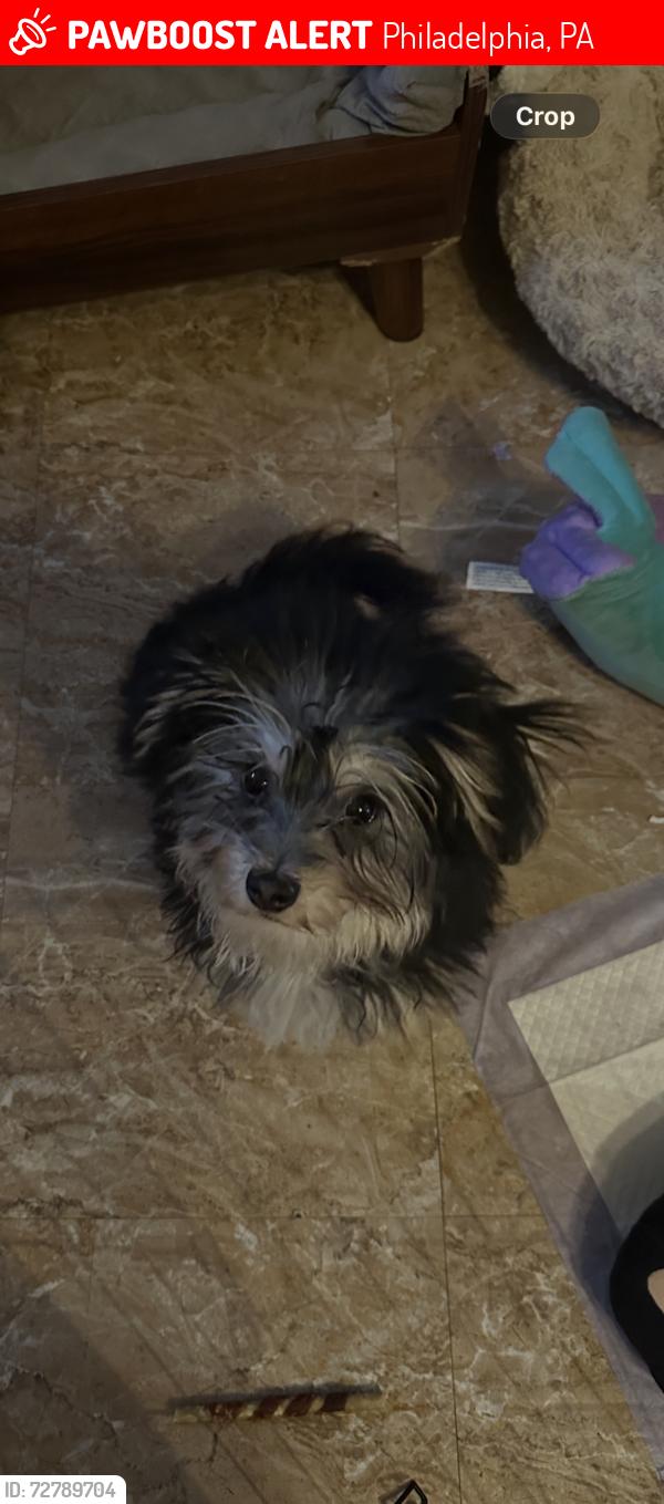 Lost Female Dog last seen Adams ave and tabor rd, Philadelphia, PA 19124