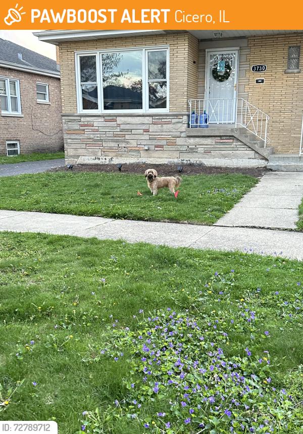 Found/Stray Unknown Dog last seen Pershing Rd & 61st. Ct. , Cicero, IL 60804