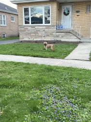 Found/Stray Unknown Dog last seen Pershing Rd & 61st. Ct. , Cicero, IL 60804