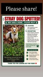 Found/Stray Unknown Dog last seen Near avenue  and 157th street Zip 11434, Queens, NY 11434