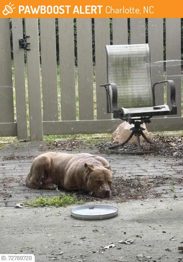 Found/Stray Female Dog last seen Park road , Charlotte, NC 28210