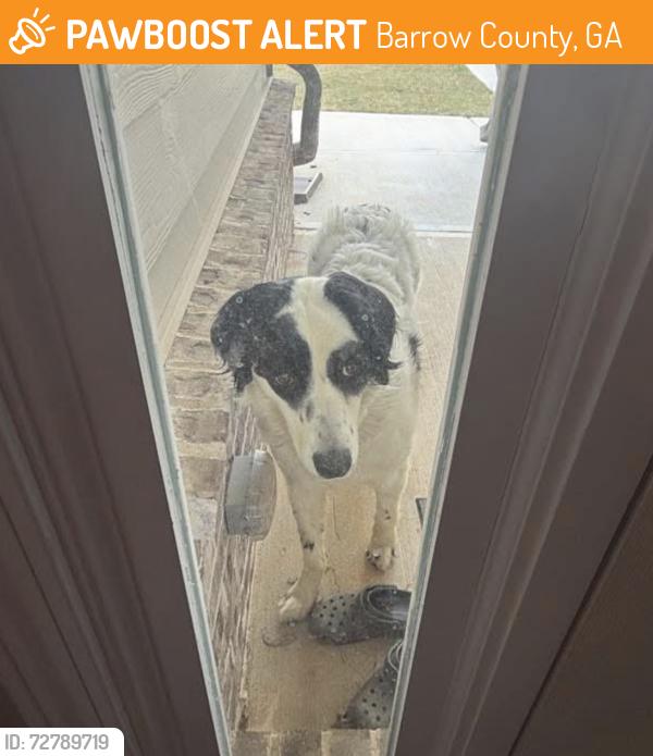 Found/Stray Unknown Dog last seen Finch landing neighborhood , Barrow County, GA 30680