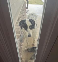 Found/Stray Unknown Dog last seen Finch landing neighborhood , Barrow County, GA 30680