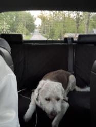 Found/Stray Male Dog last seen Petersburg Rd and Kansas Rd Evansville, IN, Center Township, IN 47725