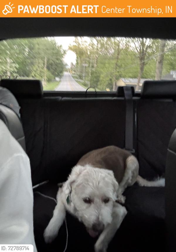 Found/Stray Male Dog last seen Petersburg Rd and Kansas Rd Evansville, IN, Center Township, IN 47725