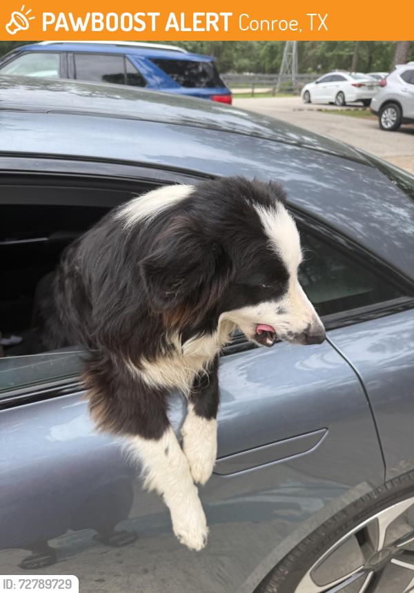 Found/Stray Male Dog last seen HEB, Conroe, TX 77385